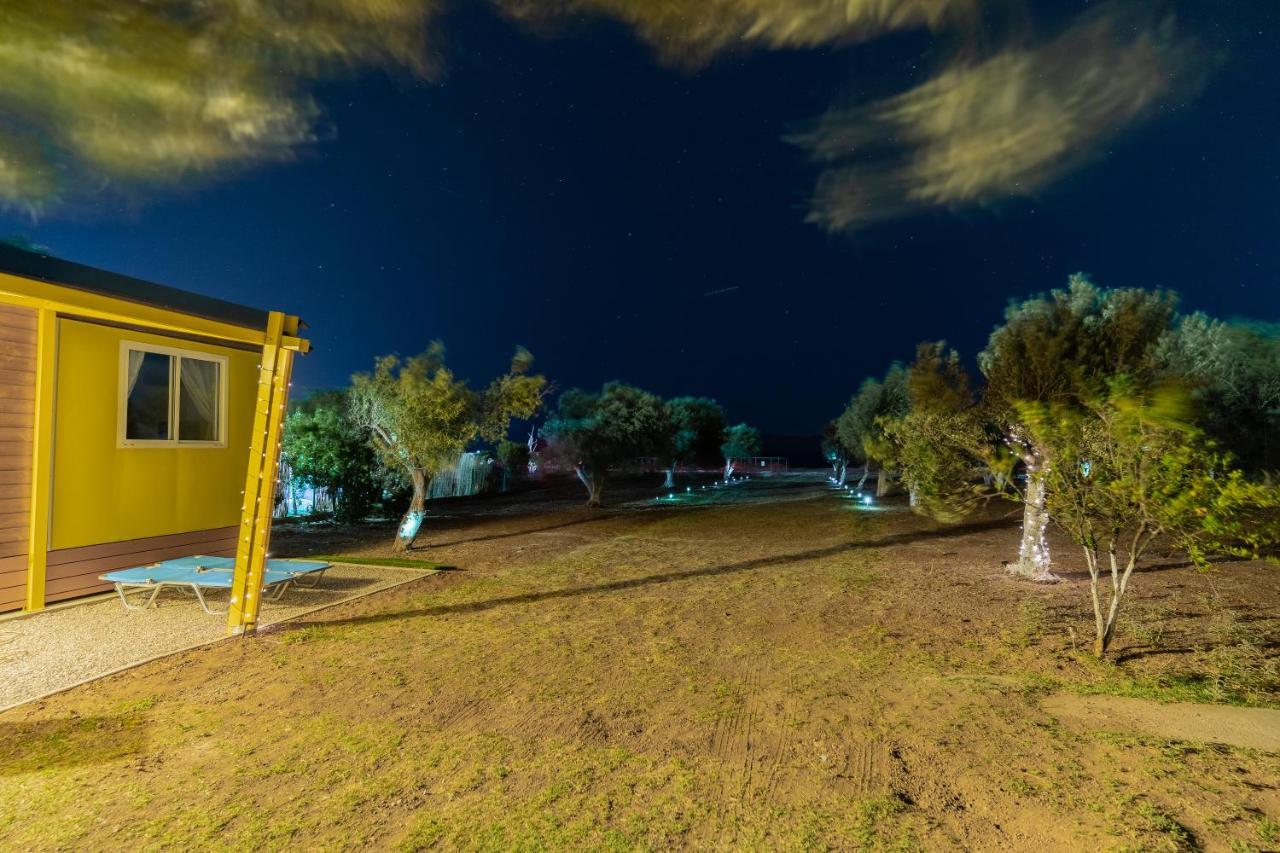 Olive Grove By The Thorikon